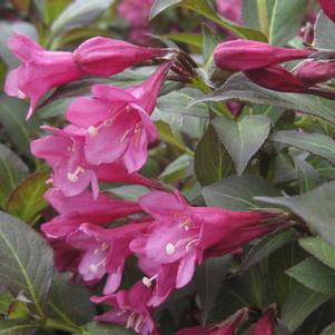 Weigela florida Minor Black&trade; 