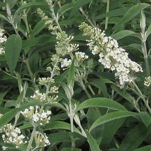 Buddleia x Flutterby Grande™ 'Vanilla' 