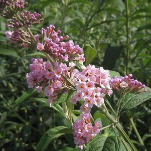 Buddleia x Flutterby Grande&trade; 'Peach Cobbler' 