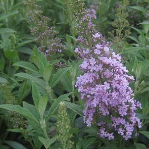 Buddleia x Flutterby&trade; 'Pink' 