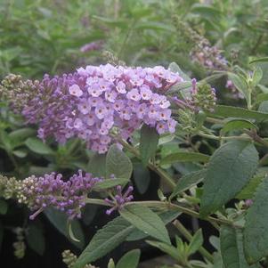 Buddleia x Flutterby&trade; 'Lavender' 
