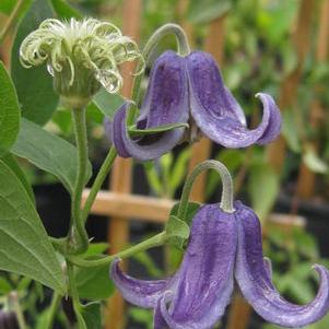 Clematis integrifolia 'Fascination' 