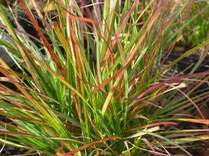 Pennisetum alopecuroides 'Burgundy Bunny' 