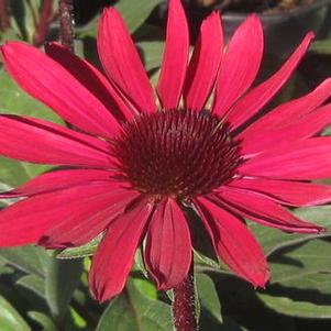 Echinacea x Big Sky&trade; 'Solar Flare' 