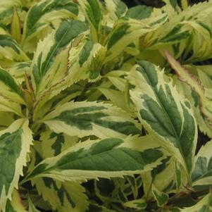 Eupatorium fortunei 'Pink Frost' 