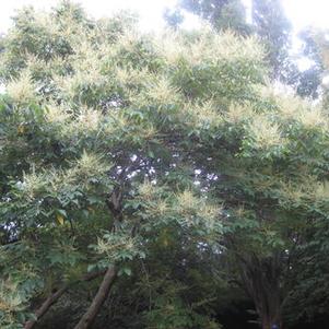 Rhus chinensis 'September Beauty' 