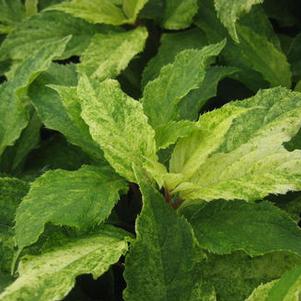Hydrangea paniculata 'Summer Snow' 