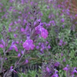 Salvia greggii 'Ultra Violet' 