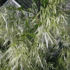 Chionanthus virginicus 'White Knight' 