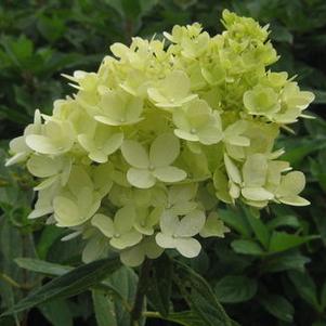 Hydrangea paniculata 'Sweet Summer' 