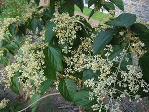 Poliothyrsis sinensis 