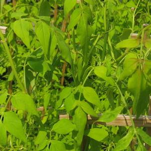 Jasminum officinale Fiona Sunrise&trade; 