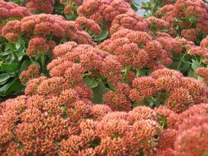 Sedum x 'Autumn Fire' 