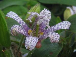 Tricyrtis hirta 