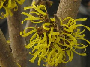 Hamamelis x intermedia 'Westerstede' 