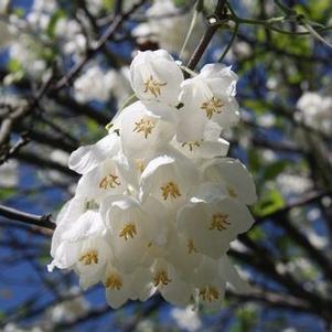 Halesia diptera var. magniflora 'PRN Select'
