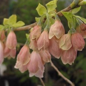 Halesia carolina (formerly tetraptera) 'Rosea'