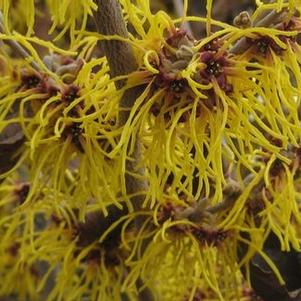 Hamamelis x intermedia 'Barmstedt Gold'