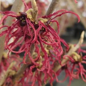 Hamamelis x intermedia 'Birgit'