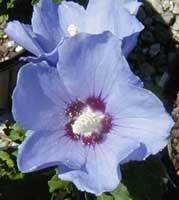 Hibiscus syriacus Blue Satin&reg ('Marina')