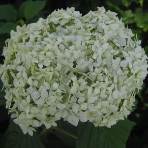 Hydrangea arborescens 'Ryan Gainey'