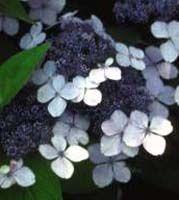 Hydrangea macrophylla 'Blue Wave'