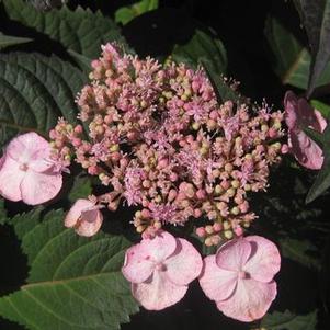 Hydrangea macrophylla Lady in Red™