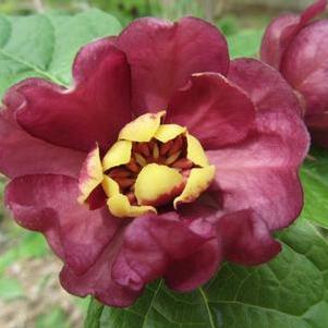 Sweet Shrub