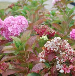 Hydrangea macrophylla 'Penny Mac'