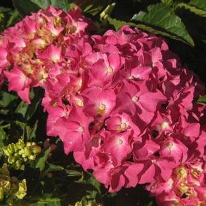 Hydrangea macrophylla 'Pia'
