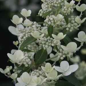 Hydrangea paniculata 'Dharuma'