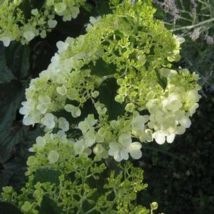 Hydrangea paniculata 'Silver Dollar'