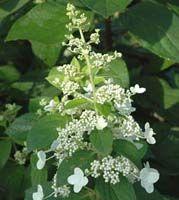 Hydrangea paniculata 'Tardiva'