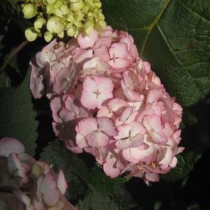 Hydrangea serrata 'Preziosa'