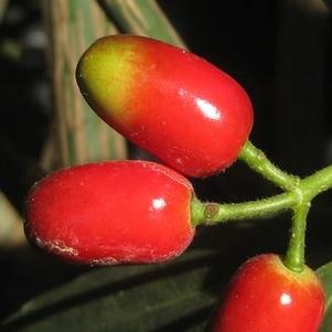 Aucuba japonica 