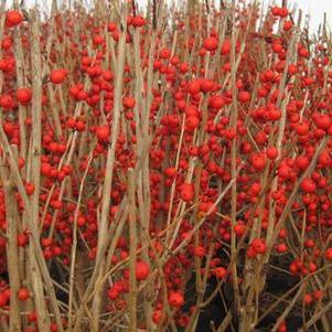 Winterberry