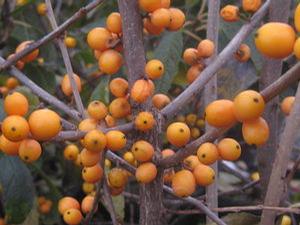 Ilex verticillata 'Golden Verboom'