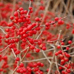 Ilex verticillata 'Stoplight'