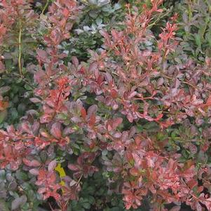 Berberis thunbergii var. atropurpurea 'Crimson Pygmy'