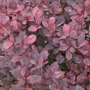 Berberis thunbergii var. atropurpurea 'Rose Glow'