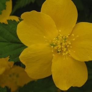 Kerria japonica 'Golden Guinea'