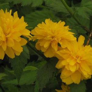 Kerria japonica 'Pleniflora'