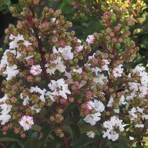 Lagerstroemia x Burgundy Cotton&reg; ('Whit VI')