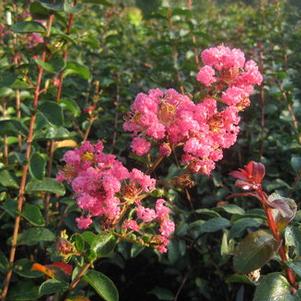 Lagerstroemia x 'Carolina Beauty'