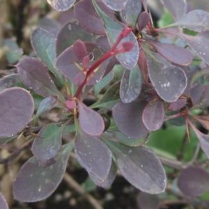 Berberis thunbergii var. atropurpurea Royal Burgundy™ ('GentryCultivar')