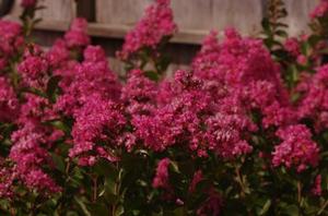 Lagerstroemia x 'Hopi'