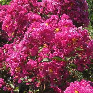 Lagerstroemia x 'Velma's Royal Delight'