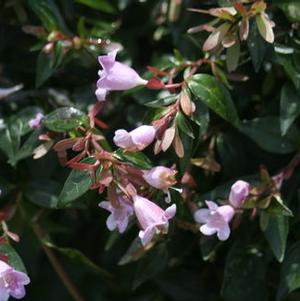 Abelia x 'Edward Goucher'