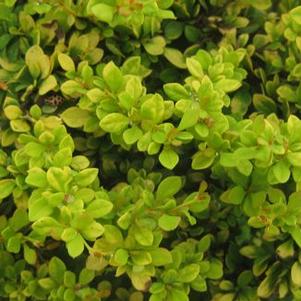 Berberis thunbergii Sunsation&reg ('Monry')