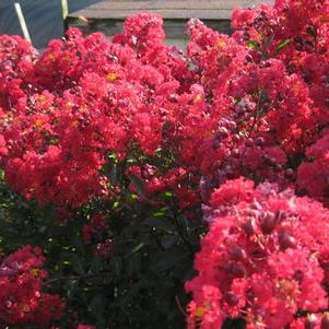 Lagerstroemia x 'Victor'